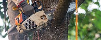 Best Arborist Consultation Services  in Greenbrier, TN